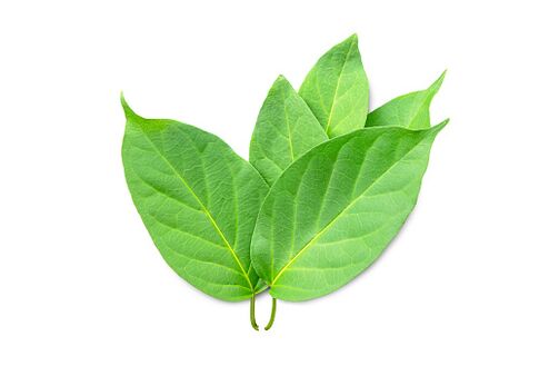 Blutforde contiene estratto di Gymnema sylvestre